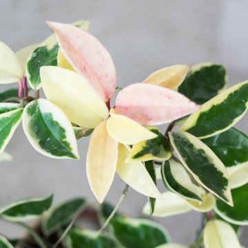 Hoya carnosa KRIMSON QUEEN rozm. S - RÓŻOWE KWIATY