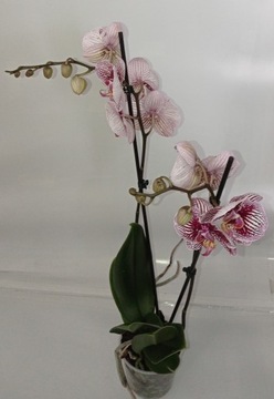 PHALENOPSIS storczyk 5