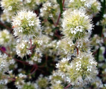 Majeranek (Origanum Majorana) * Nasiona* Przyprawa