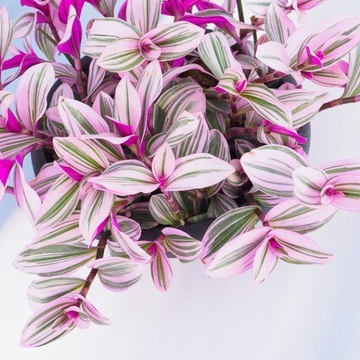 Tradescantia 'Nanouk' -PIĘKNIE RÓŻOWA TRZYKROTKA - Drobne Gęste Ulistnienie
