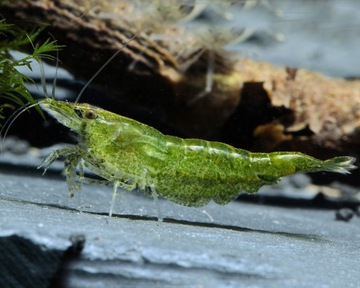 ЗЕЛЕНАЯ Креветка Neocaridina Green Jade