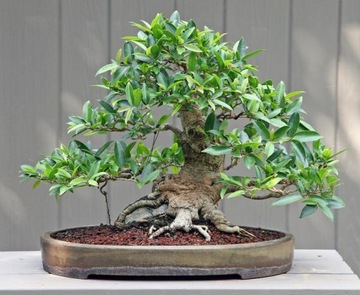 FIKUS (FICUS BENJAMINA) 20 NASION