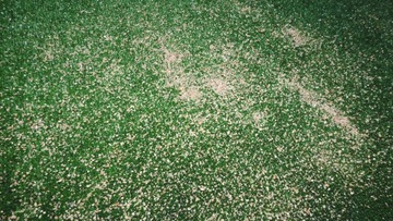 ПЕСОК КВАРЦЕВЫЙ 05-2мм ДЛЯ ПЕСКОСТРОЙКИ ГАЗОНА 25 кг