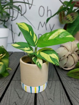 Ctenanthe Lubbersiana Golden Mosaic | 15-20cm