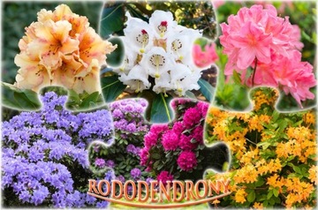 Рододендрон Рододендрон DOTELLA цветки насыщенно-фиолетовые.