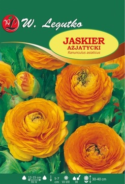 Ranunculus Jaskier azjatycki pomarańczowy 10sz/L57