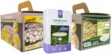 Grzybnia ZESTAW PIECZARKA BIAŁA BOCZNIAK KANIA