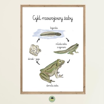 Plakat Edukacyjny Żaba cykl życiowy rozwojowy A4 Montessori żaby