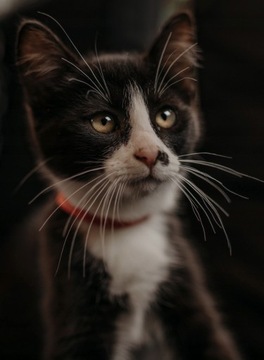 Zalapka testowa - cross multipack2