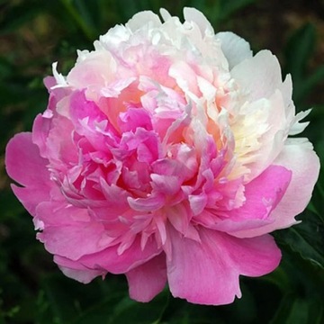 Piwonia Paeonia Mr ED piekna PRZEBARWIAJĄCA SIĘ PIWONIA sadzonka piwonii