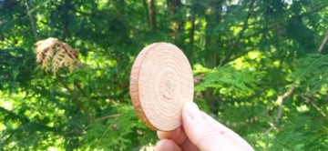 Деревянные ломтики, 300 шт., 2-7 см, деревянные диски, ломтики.