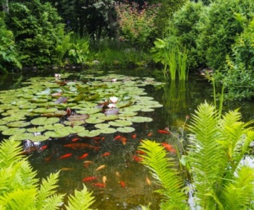 МЕЛ ДЛЯ ПРУДА И ВОДОПУДА 24кг ECO NATURAL Безопасные рыбные растения