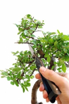 EUROFLORA Okatsune 207 НОЖНИЦЫ ДЛЯ БОНСАЙ