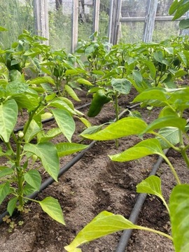 КАПЕЛЬНАЯ ЛИНИЯ КАПЕЛЬНОГО ПОЛИВАНИЯ ШЛАНГ ДЛЯ КАПЕЛЬНОГО ПОЛИВАНИЯ 100М