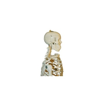 SZKIELET CZŁOWIEKA model anatomiczny 1:1