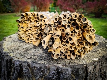 Красная пчела-каменщик: 100 коконов + бесплатно! Предварительная продажа на 2025 год