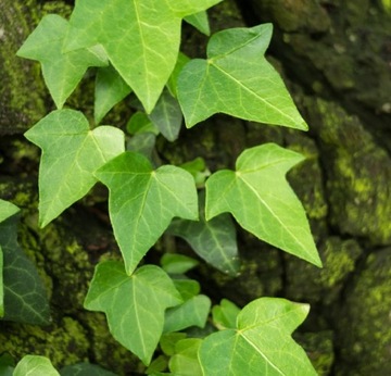 Bluszcz irlandzki HEDERA HIBERNICA zimozielony PNĄCZE DO CIENIA SADZONKA