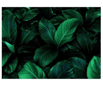 Fototapeta 254x184cm liście Spathiphyllum