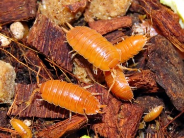 Stonogi Porcellio laevis ORANGE isopody x 20