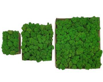 Mech Chrobotek Jasna Zieleń PREMIUM Karton 300g