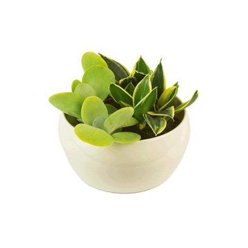 Kalanchoe wiechowate - Las w Słoiku