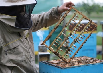 Matki pszczele Buckfast KB