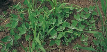 ROUNDUP RANDAP BAYER 1L + AGROSAR 1L CIECH NA CHWASTY na bazie glifosatu