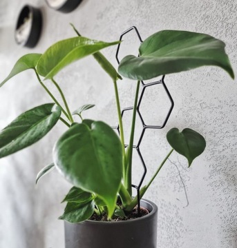 Podpórka do roślin drabinka podpora metal czarna