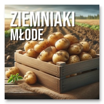 Trwały Baner Reklamowy z Motywem Młode Ziemniaki 100x100cm Reklama Plandeka