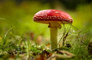 Мухомор Мухомор Мухомор Микродозирующий + Охлаждающий Линимент