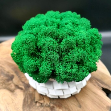 Вазон с мхом хроботек CHROBOTEK MOSS в белом горшке, 3D печать