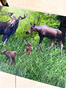 Деревянный пазл про лося, лесной пазл, набор