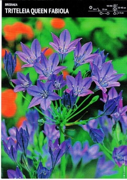 Brodiaea Queen Fabiola - Hiacynt Kalifornijski Cebulka 10szt.