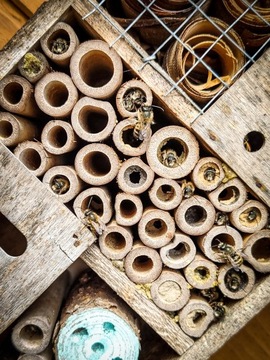 Красная пчела-каменщик: 100 коконов + бесплатно! Предварительная продажа на 2025 год