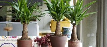 Грунт-СУБСТРАТ для ЗЕЛЕНЫХ растений Palm Juk 5л