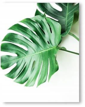 MONSTERA liście plakat obraz B2 50x70cm #178