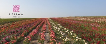 Ностальгическая роза SOUL Fragrance FLOWER POT C5