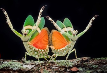 Theopropus rubrobrunneus Modliszka TYGRYSIA L4-5