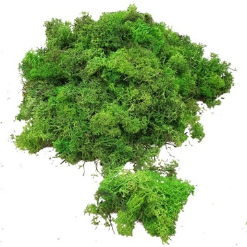 Skrawki mech chrobotek Jasnozielony Karton 1kg