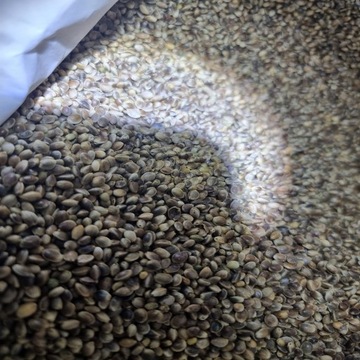 НАМОДКА ДЛЯ РЫБАЛКИ СЕМЕНА КОНОПЛИ 5 КГ