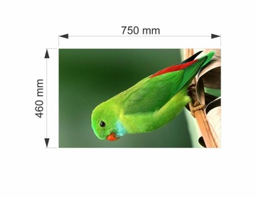 Kaseton ścienny podświetlany LED 46 cm X 75 cm papuga