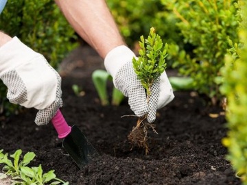 Грунт для лаванды и клематиса Compo Sana 10л перчатки вампира