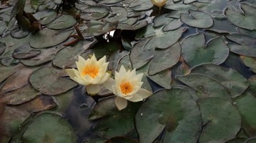 Красивая кувшинка Nymphaea PYGMAEA HELVOLA Миниатюра для пруда