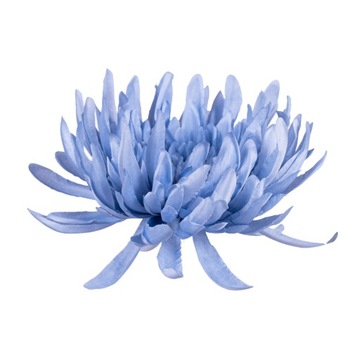 Chryzantema KRAB niebieska główka wyrobowa