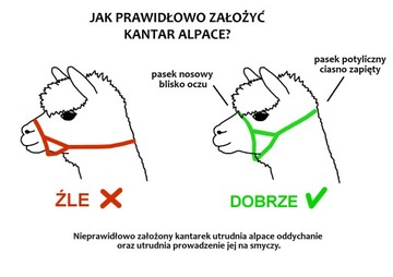 Kantar dla alpaki z podwójną regulacją Alpaking M niebieski