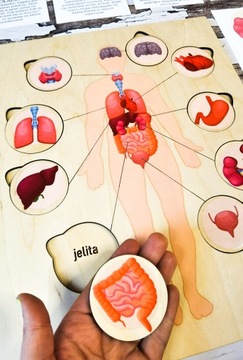 Человеческие органы, деревянный пазл, подписи, выдвижные элементы.
