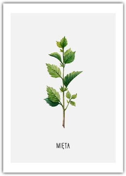 Plakat Mięta 30x42 aromatyczna przyprawa Zioła gałązka mięty