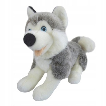 PIES rasa HUSKY maskotka PLUSZOWA śliczny piesek PREZENT