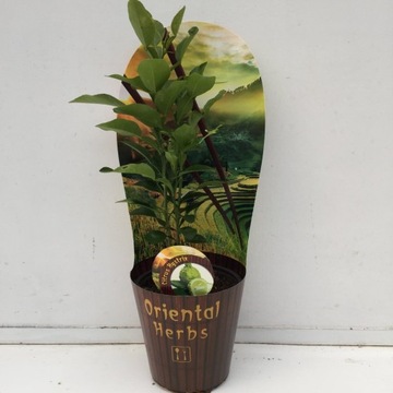 Limonka kaffir Citrus hystrix Papeda lecznicza