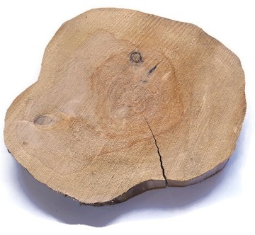 Plastry drewna brzoza bez kory 28-33 cm krążek drewniany